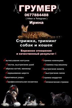 Грумер Харьков - Песочин , Стрижка собак и кошек 8bd6fd33a4 - зображення 1