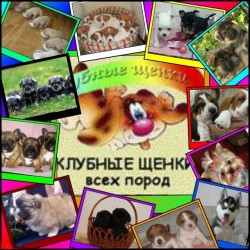 Пропонуємо клубних цуценят 1437f91113 - зображення 1